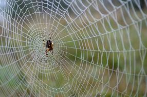 Spider Web Autumn