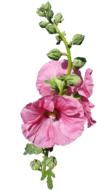 Hollyhock Stem Pink