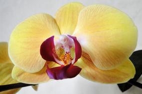 yellow house orchid