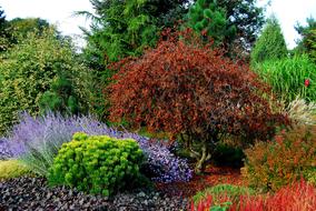 Flower Nature Garden