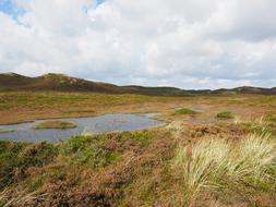 Sylt Heathland Dunes