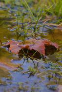 Puddle Leaf Autumn