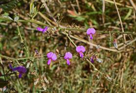 Wild Sweet Pea Grouping Wildflower