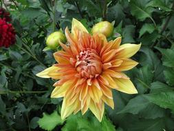 Dahlia Yellow Blossom