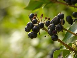 black berries on a branch in the forest