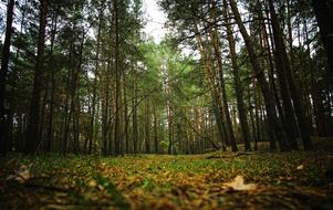 Forest Spacer Nature