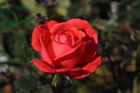 Red Rose Flower