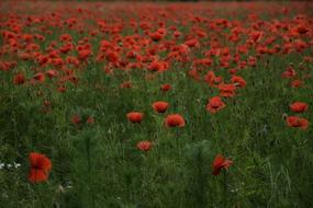 Flower Poppy Field