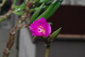 Flower Nature Plant No