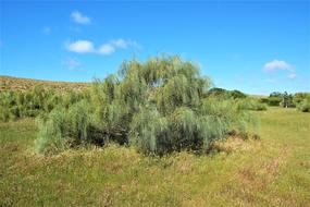 Nature Grass Landscape