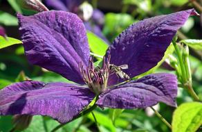 Flower Clematis Nature