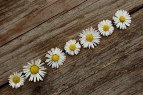 Daisy Wooden Nature