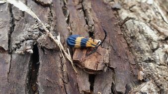 Bug Nature Yellow Blue