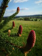 Tree Conifer Nature