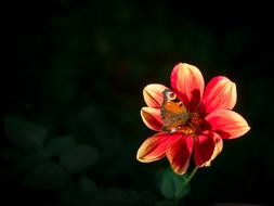 Butterfly Peacock Dahlia