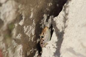 Nature Outdoors Animals