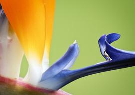 Bird Of Paradise Flower Floral