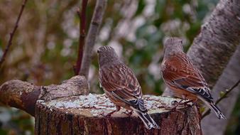 Reed Spevavý Little Bird