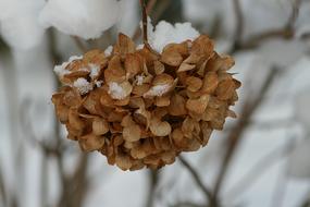 dry leaves on a branch