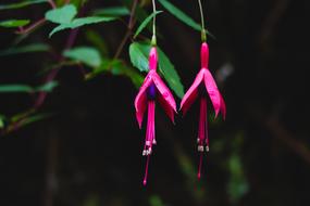 Nature Hawaii Tropical