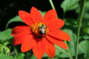 Nature Flower Summer