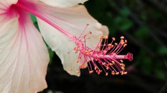 Hibiscus Pistil Flower