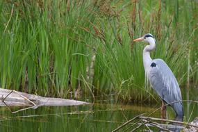 Grey Heron Nature Marsh