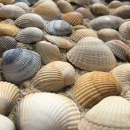 Seashell Exoskeleton Shellfish