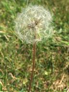 Nature Dandelion Summer