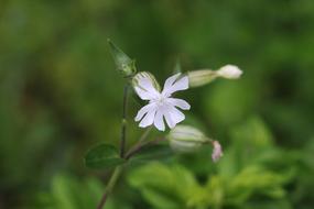 Nature Plant Flower