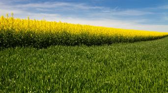 Oilseed Rape Field Of Rapeseeds
