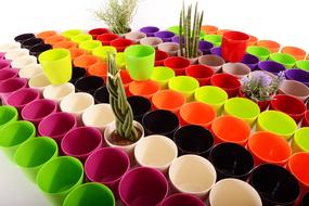 Plants Flowerpots Color