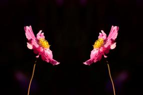 Anemone Blossom Bloom