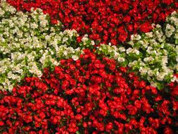 Flowers Background Color