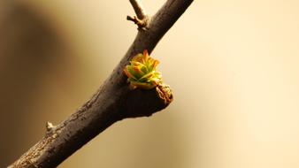 Wood Nature Leaf This