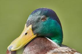 Duck Nature Bird Animal