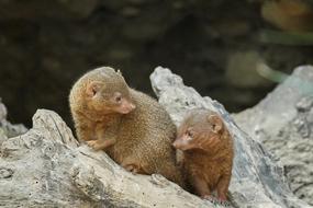 Mongoose Nature Animal World