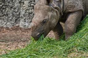 Rhino Nature Animal