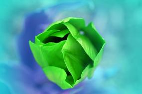 Flower Green Color