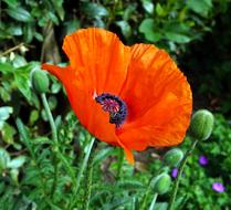 Flower Poppy Plant
