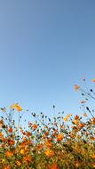 Blue Sky Nature Flowers