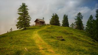 Tree Grass Landscape