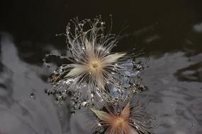 Flower Spike Board Feet