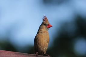 Nature Bird Wildlife