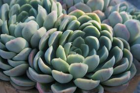 plant nature rock plant plants