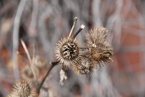 Nature Outdoors Flora