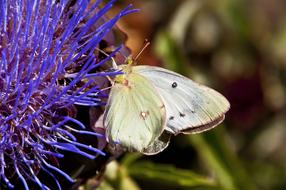 Nature Insect Butterfly