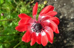 Flower Anemone Red