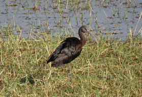 Glossy Ibis Wader Plegadis