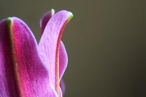 lily pink beautiful
